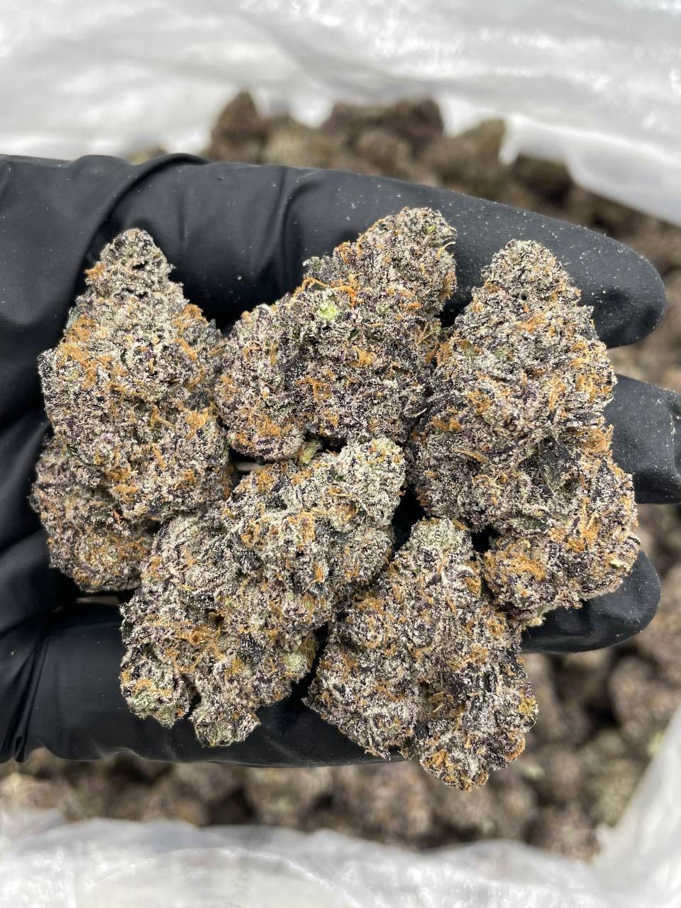 super dope mega z, super dope mega z blue, super dope infused pre roll, super dope mega z blue, super dope mega z infused prerolls, Cherry Popperz, Mega z blue, super dope mega z blue live rosin, super dope live rosin, maga z blue live rosin, mega z blue diamonds,super dope party popperz, super dope, super dope weed, super dope flower, super dope thc, super dope pack, super dope mega z red, super dope diamonds, super dope live rosin, super dope wax, super dope live rosins, superdope live rosin, cherry popperz live rosin, superdope cherry popperz, super dope cherry popperz, plum popperz, super dope plum popperz, superdope plum popperz, super dope prerolls, superdope prerolls, superdope 2g preroll, super dope preroll 2g, superdope cherry popperz, super dope cherry popperz, superdope prerolls, superdope preroll cherry popperz, super dope cherry popperz, super dope infused prerolls, superdope infused prerolls, super dope infused preroll, superdope preroll, super dope disposable, superdope disposable, super dope dispo, super dope disposable vape, super dope disposable 1g, superdope disposable 1g, super dope 1g disposable, super dope disposable 1g, superdope 1g disposable, super dope vape, super dope live rosin diamonds, super dope live rosin, super dope diamonds, superdope live rosin, superdope live rosin diamonds, superdope diamonds, super dope live diamonds,super dope mega z, super dope mega z blue, super dope infused pre roll, super dope mega z blue, super dope mega z infused prerolls, Cherry Popperz, Mega z blue, super dope mega z blue live rosin, super dope live rosin, maga z blue live rosin, mega z blue diamonds,super dope party popperz, super dope, super dope weed, super dope flower, super dope thc, super dope pack, super dope mega z red, super dope diamonds, super dope live rosin, super dope wax, super dope live rosins, superdope live rosin, cherry popperz live rosin, superdope cherry popperz, super dope cherry popperz, plum popperz, super dope plum popperz, superdope plum popperz, super dope prerolls, superdope prerolls, superdope 2g preroll, super dope preroll 2g, superdope cherry popperz, super dope cherry popperz, superdope prerolls, superdope preroll cherry popperz, super dope cherry popperz, super dope infused prerolls, superdope infused prerolls, super dope infused preroll, superdope preroll, super dope disposable, superdope disposable, super dope dispo, super dope disposable vape, super dope disposable 1g, superdope disposable 1g, super dope 1g disposable, super dope disposable 1g, superdope 1g disposable, super dope vape, super dope live rosin diamonds, super dope live rosin, super dope diamonds, superdope live rosin, superdope live rosin diamonds, superdope diamonds, super dope live diamonds