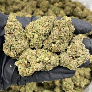 super dope mega z, super dope mega z blue, super dope infused pre roll, super dope mega z blue, super dope mega z infused prerolls, Cherry Popperz, Mega z blue, super dope mega z blue live rosin, super dope live rosin, maga z blue live rosin, mega z blue diamonds,super dope party popperz, super dope, super dope weed, super dope flower, super dope thc, super dope pack, super dope mega z red, super dope diamonds, super dope live rosin, super dope wax, super dope live rosins, superdope live rosin, cherry popperz live rosin, superdope cherry popperz, super dope cherry popperz, plum popperz, super dope plum popperz, superdope plum popperz, super dope prerolls, superdope prerolls, superdope 2g preroll, super dope preroll 2g, superdope cherry popperz, super dope cherry popperz, superdope prerolls, superdope preroll cherry popperz, super dope cherry popperz, super dope infused prerolls, superdope infused prerolls, super dope infused preroll, superdope preroll, super dope disposable, superdope disposable, super dope dispo, super dope disposable vape, super dope disposable 1g, superdope disposable 1g, super dope 1g disposable, super dope disposable 1g, superdope 1g disposable, super dope vape, super dope live rosin diamonds, super dope live rosin, super dope diamonds, superdope live rosin, superdope live rosin diamonds, superdope diamonds, super dope live diamonds,super dope mega z, super dope mega z blue, super dope infused pre roll, super dope mega z blue, super dope mega z infused prerolls, Cherry Popperz, Mega z blue, super dope mega z blue live rosin, super dope live rosin, maga z blue live rosin, mega z blue diamonds,super dope party popperz, super dope, super dope weed, super dope flower, super dope thc, super dope pack, super dope mega z red, super dope diamonds, super dope live rosin, super dope wax, super dope live rosins, superdope live rosin, cherry popperz live rosin, superdope cherry popperz, super dope cherry popperz, plum popperz, super dope plum popperz, superdope plum popperz, super dope prerolls, superdope prerolls, superdope 2g preroll, super dope preroll 2g, superdope cherry popperz, super dope cherry popperz, superdope prerolls, superdope preroll cherry popperz, super dope cherry popperz, super dope infused prerolls, superdope infused prerolls, super dope infused preroll, superdope preroll, super dope disposable, superdope disposable, super dope dispo, super dope disposable vape, super dope disposable 1g, superdope disposable 1g, super dope 1g disposable, super dope disposable 1g, superdope 1g disposable, super dope vape, super dope live rosin diamonds, super dope live rosin, super dope diamonds, superdope live rosin, superdope live rosin diamonds, superdope diamonds, super dope live diamonds