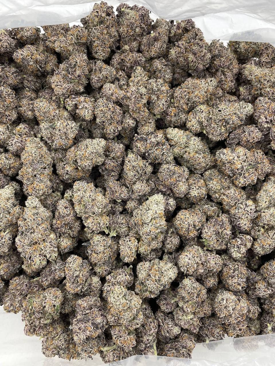 super dope mega z, super dope mega z blue, super dope infused pre roll, super dope mega z blue, super dope mega z infused prerolls, Cherry Popperz, Mega z blue, super dope mega z blue live rosin, super dope live rosin, maga z blue live rosin, mega z blue diamonds,super dope party popperz, super dope, super dope weed, super dope flower, super dope thc, super dope pack, super dope mega z red, super dope diamonds, super dope live rosin, super dope wax, super dope live rosins, superdope live rosin, cherry popperz live rosin, superdope cherry popperz, super dope cherry popperz, plum popperz, super dope plum popperz, superdope plum popperz, super dope prerolls, superdope prerolls, superdope 2g preroll, super dope preroll 2g, superdope cherry popperz, super dope cherry popperz, superdope prerolls, superdope preroll cherry popperz, super dope cherry popperz, super dope infused prerolls, superdope infused prerolls, super dope infused preroll, superdope preroll, super dope disposable, superdope disposable, super dope dispo, super dope disposable vape, super dope disposable 1g, superdope disposable 1g, super dope 1g disposable, super dope disposable 1g, superdope 1g disposable, super dope vape, super dope live rosin diamonds, super dope live rosin, super dope diamonds, superdope live rosin, superdope live rosin diamonds, superdope diamonds, super dope live diamonds,super dope mega z, super dope mega z blue, super dope infused pre roll, super dope mega z blue, super dope mega z infused prerolls, Cherry Popperz, Mega z blue, super dope mega z blue live rosin, super dope live rosin, maga z blue live rosin, mega z blue diamonds,super dope party popperz, super dope, super dope weed, super dope flower, super dope thc, super dope pack, super dope mega z red, super dope diamonds, super dope live rosin, super dope wax, super dope live rosins, superdope live rosin, cherry popperz live rosin, superdope cherry popperz, super dope cherry popperz, plum popperz, super dope plum popperz, superdope plum popperz, super dope prerolls, superdope prerolls, superdope 2g preroll, super dope preroll 2g, superdope cherry popperz, super dope cherry popperz, superdope prerolls, superdope preroll cherry popperz, super dope cherry popperz, super dope infused prerolls, superdope infused prerolls, super dope infused preroll, superdope preroll, super dope disposable, superdope disposable, super dope dispo, super dope disposable vape, super dope disposable 1g, superdope disposable 1g, super dope 1g disposable, super dope disposable 1g, superdope 1g disposable, super dope vape, super dope live rosin diamonds, super dope live rosin, super dope diamonds, superdope live rosin, superdope live rosin diamonds, superdope diamonds, super dope live diamonds